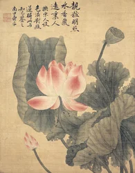 Peonies